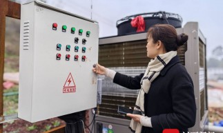 四川威遠“鍋爐姜”產業煥新 “煤改電”節約三分之一成本